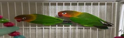 Lovebirds birds for sale: 2 lovebirds male and female in Reading - Advert 2