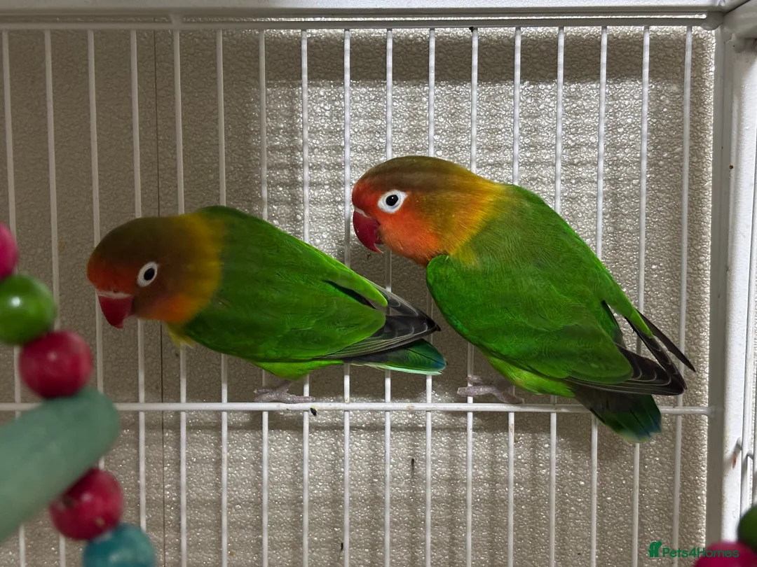 Lovebirds birds for sale: 2 lovebirds male and female in Reading - Advert 2