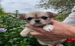 Mixed Breed dogs for sale: Beautiful Chi shi's puppies - Image 3