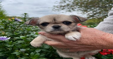 Mixed Breed dogs - Advert 2