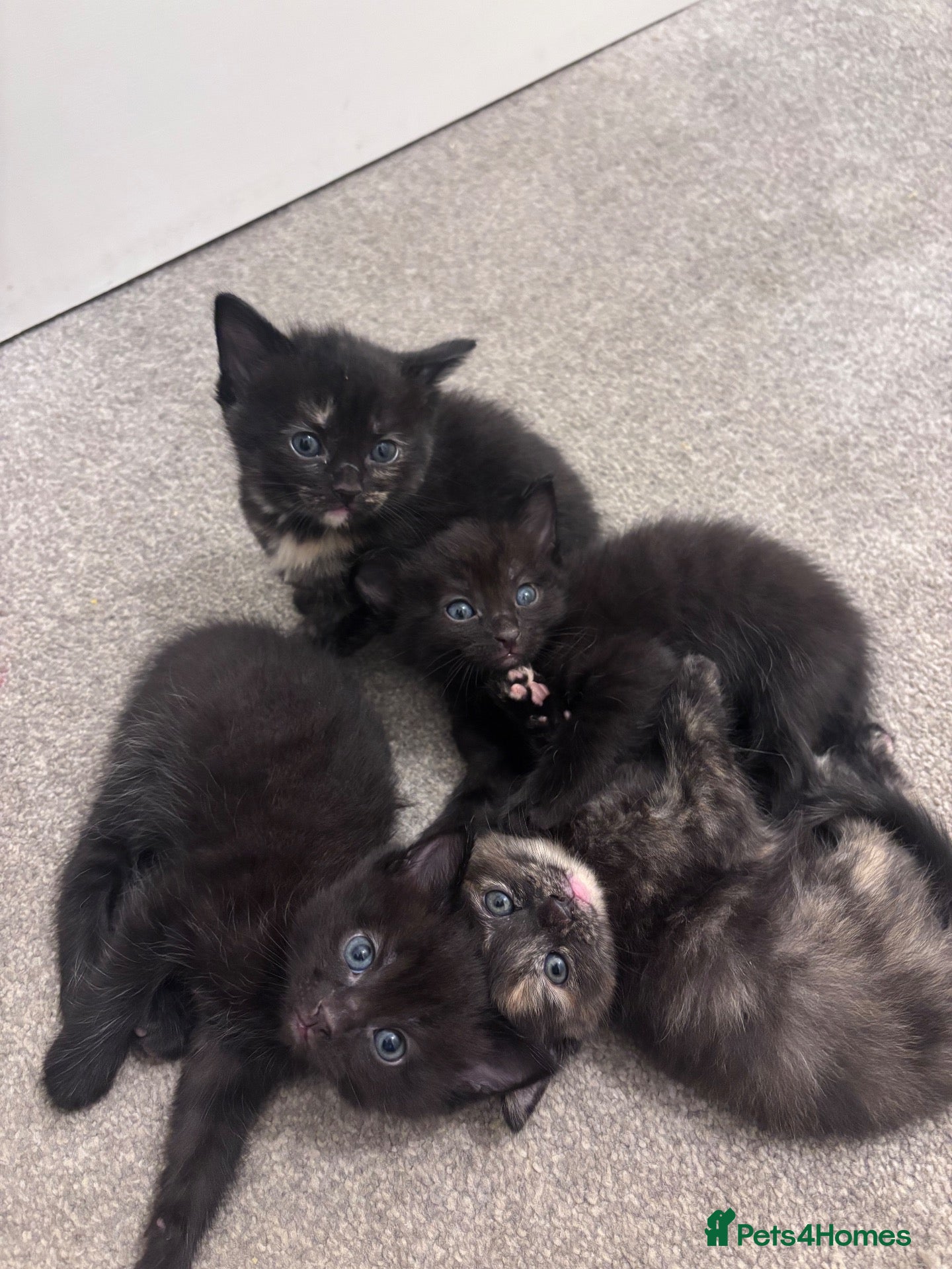 Mixed Breed cats Kittens for sale - Advert 1