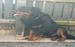 Rottweiler dogs for sale:  Long haired (fluffweilers ) last girl  - Image 19
