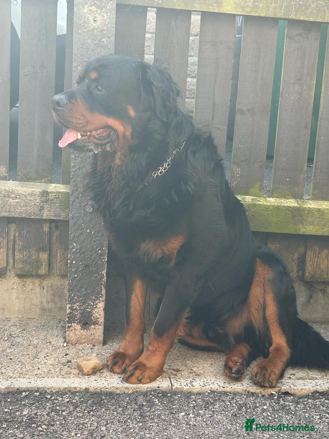 Rottweiler dogs for sale:  Long haired (fluffweilers ) last girl  - Image 19
