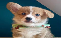 Welsh Corgi Pembroke dogs for sale: KC Pembroke Welsh Corgi boys - Image 7