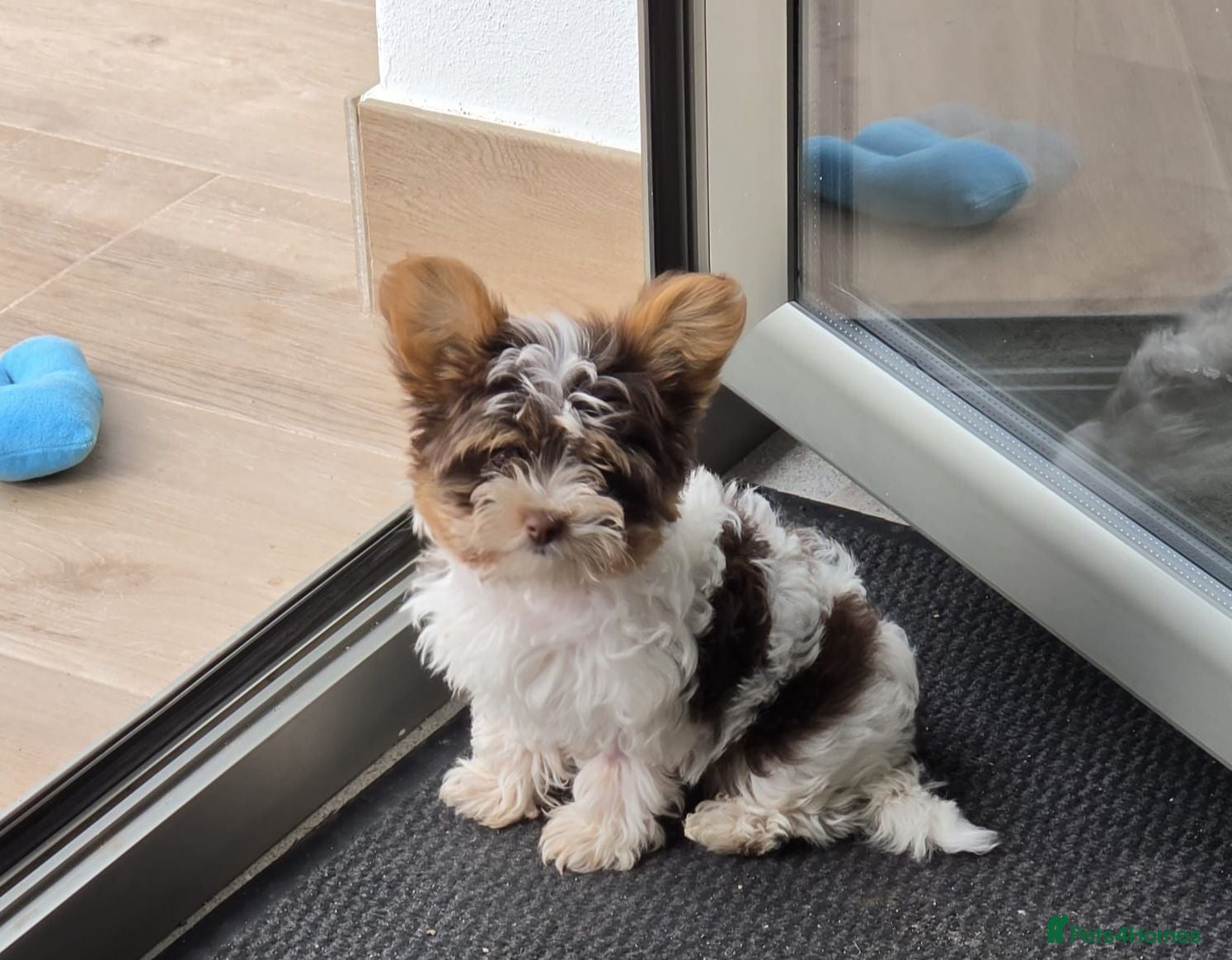 Mixed Breed dogs Adorable 6-Month-Old Biewer Yorkshire Terrier toy - Advert 1