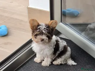Mixed Breed dogs Adorable 6-Month-Old Biewer Yorkshire Terrier toy - Advert 2