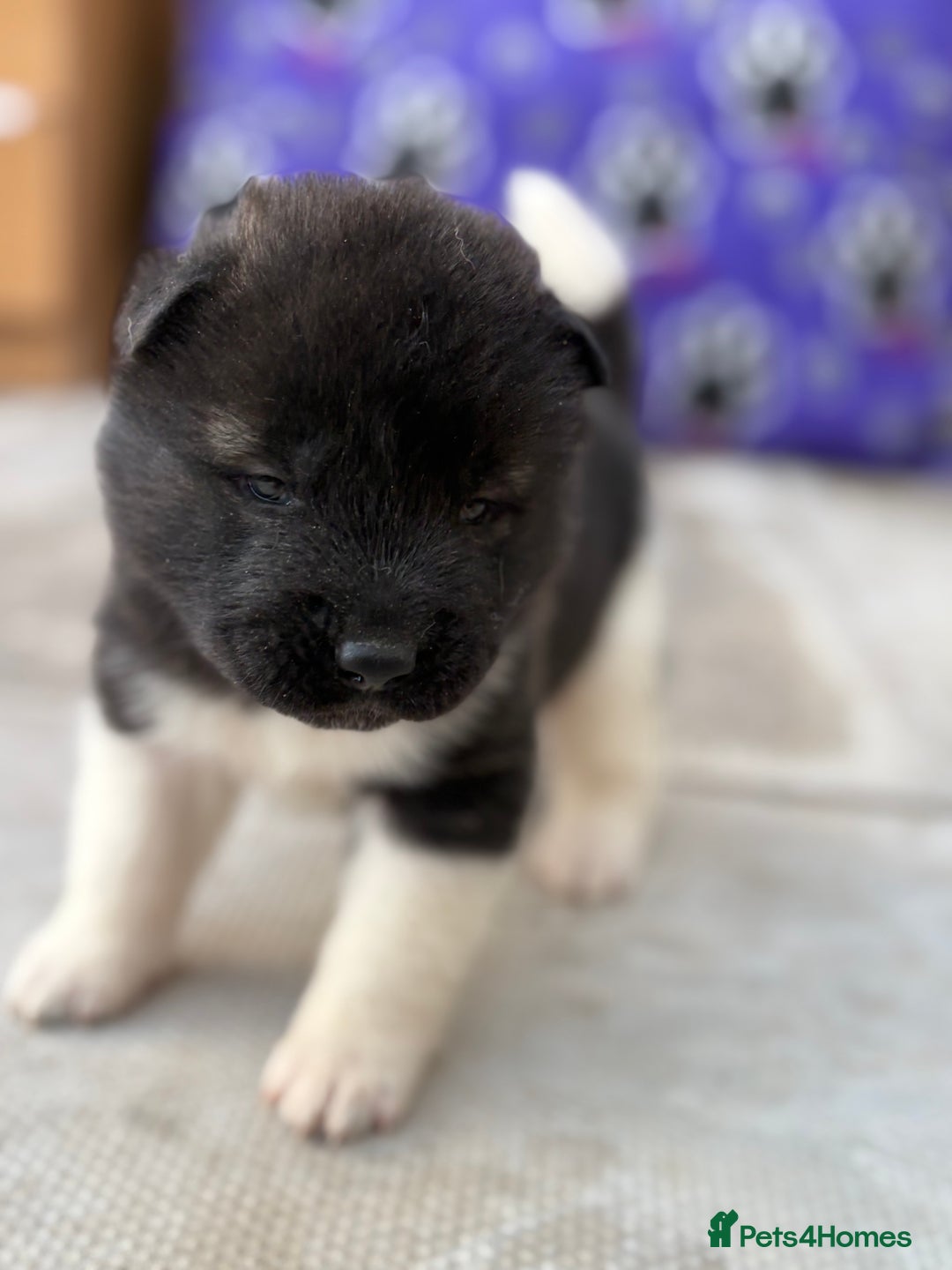 Akita dogs for sale: Beautiful KC Registered American Akita Puppies - Image 14