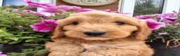 Cockapoo dogs for sale: Cockapoo puppies for sale  - Advert 5
