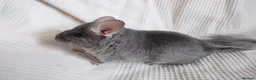 Chinchilla rodents for sale: Royal Blue RPAc male kit chinchilla - Advert 4