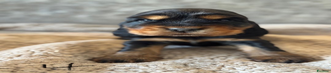 Cocker Spaniel Puppy 4