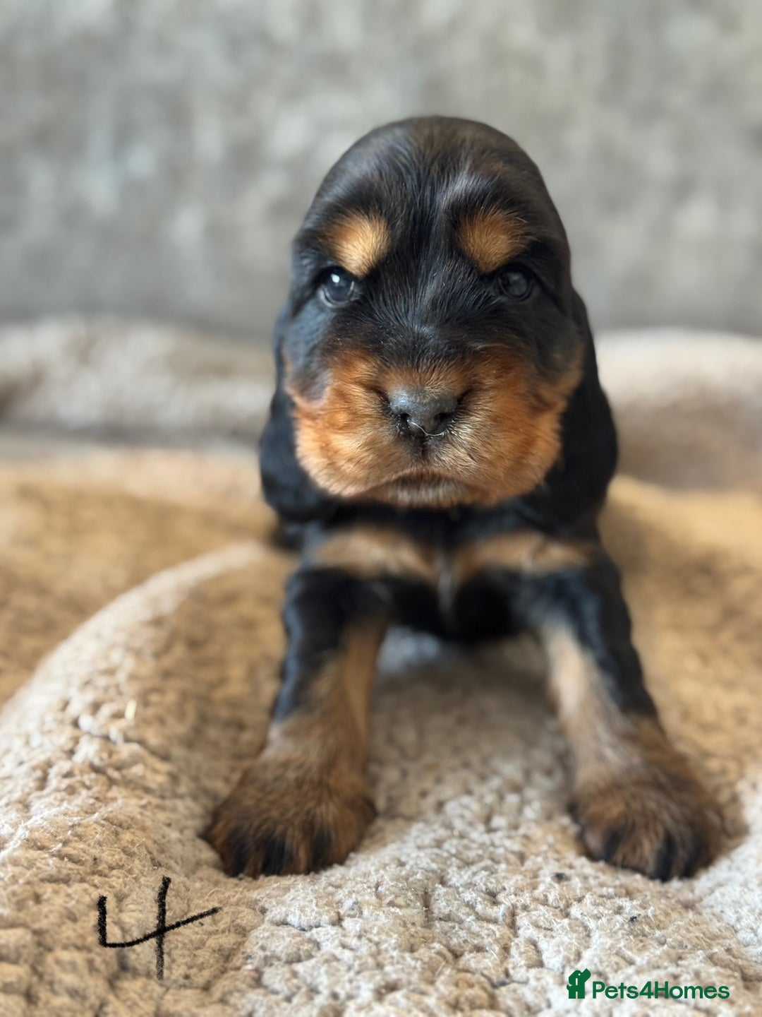 Cocker Spaniel dogs for sale: 100% TRUE SHOW TYPE HEALTH TESTED COCKER SPANIELS  - Advert 18