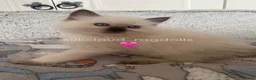 Ragdoll cats for sale: GCCF Best of Breed & Champion Bloodline Ragdolls🏆 - Advert 3