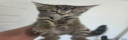 Mixed Breed cats for sale: Kittens for sale blackpool  - Advert 4