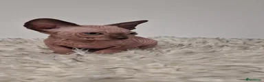 Sphynx 3