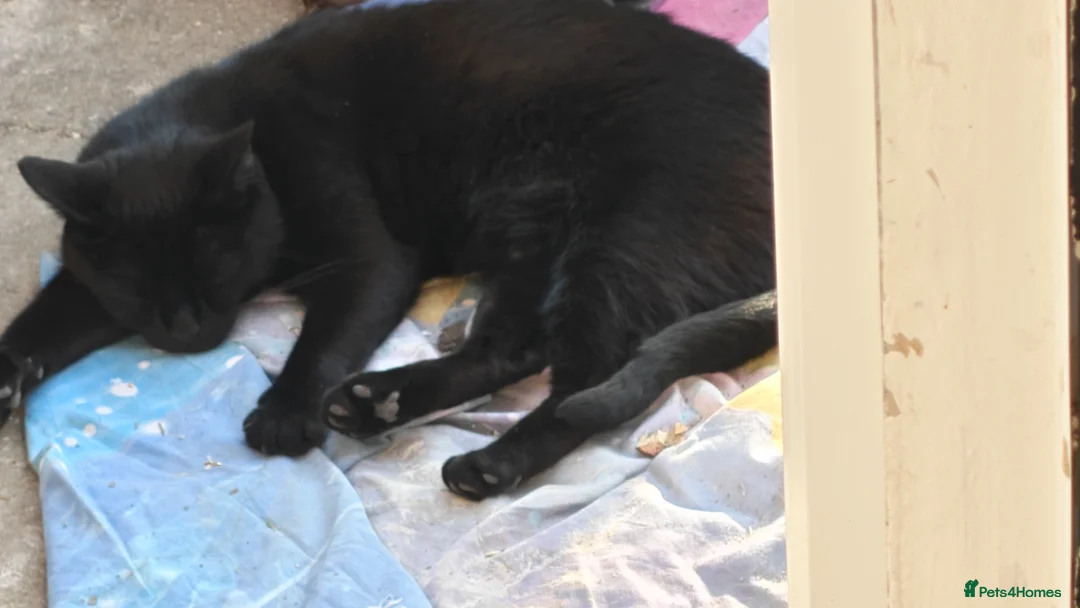 Mixed Breed cats for sale: completely Free. £0 for 3 cat. Need rehoming in Birmingham - Advert 2