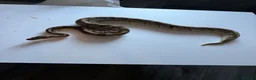 Python Snake reptiles for sale: Ball pythons various reduced  - Advert 12