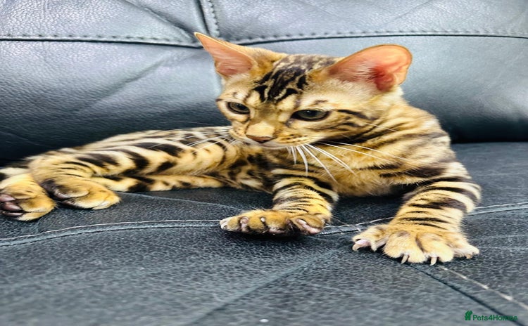 Bengal cats - Advert 13