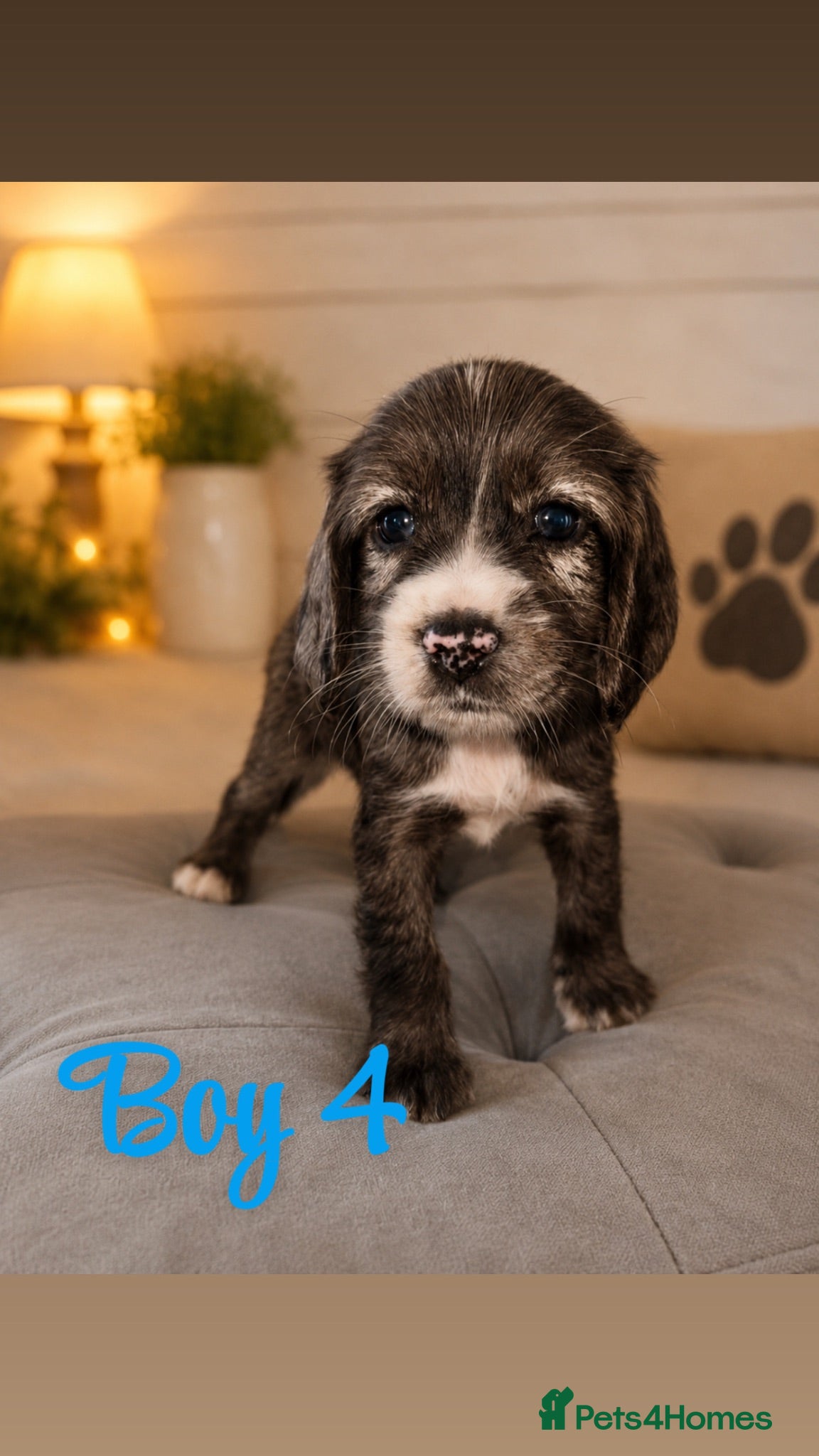 Cocker Spaniel dogs Last Boy Remaining 🤩 - Advert 1