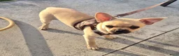 Mixed Breed dogs for sale: Chihuahua × frenchie in Grays - Advert 7