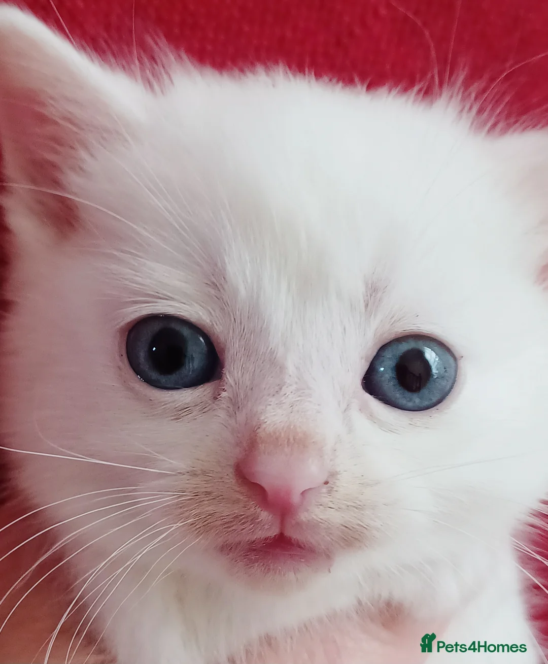 Mixed Breed cats for sale: 5 Gorgeous White Kittens First Come, First Serve! - Advert 2