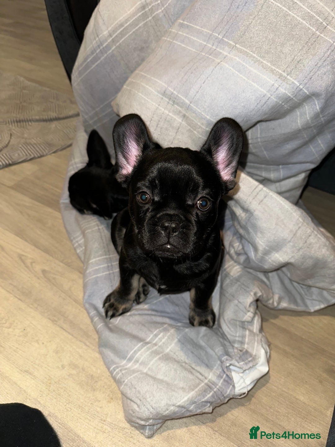 French Bulldog dogs for sale: french bulldog puppys (1 stunning boy left) - Advert 7