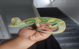 Chameleon reptiles for sale: Yemen chameleon 1 year with setup - Image 2