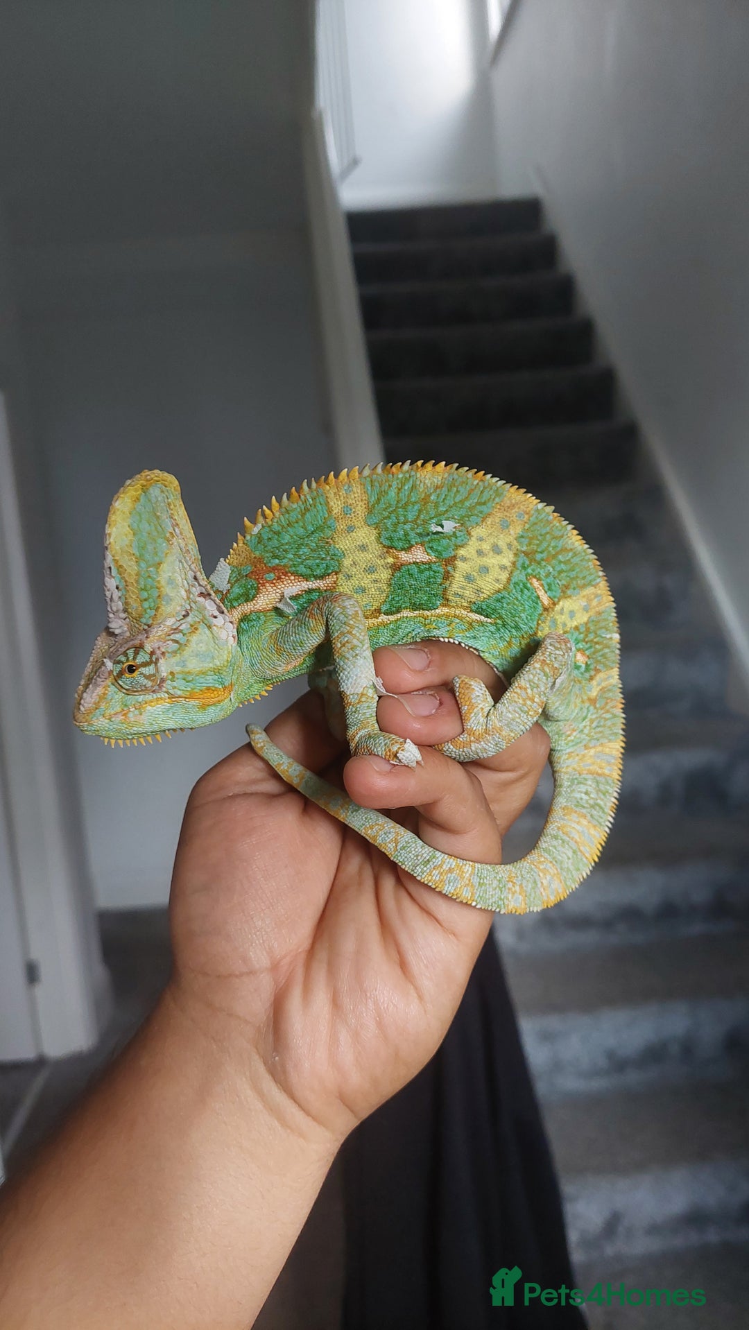 Chameleon reptiles for sale: Yemen chameleon 1 year with setup - Image 2