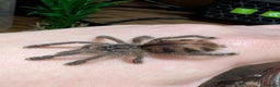 Spiders invertebrates for sale: Avicularia Juruensis - unsexed - Advert 6