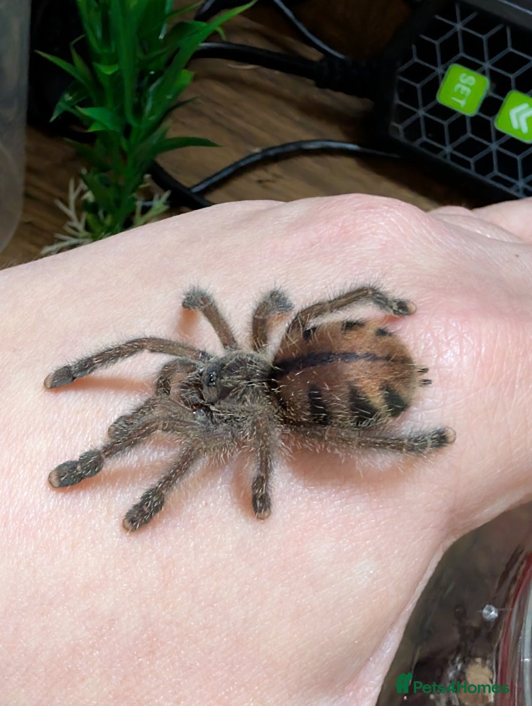 Spiders invertebrates for sale: Avicularia Juruensis - unsexed - Advert 6