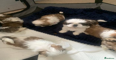 Shih Tzu dogs - Advert 2