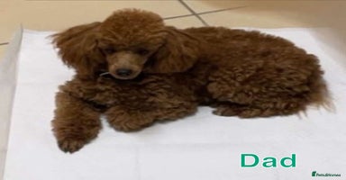 Poodle dogs - Advert 4