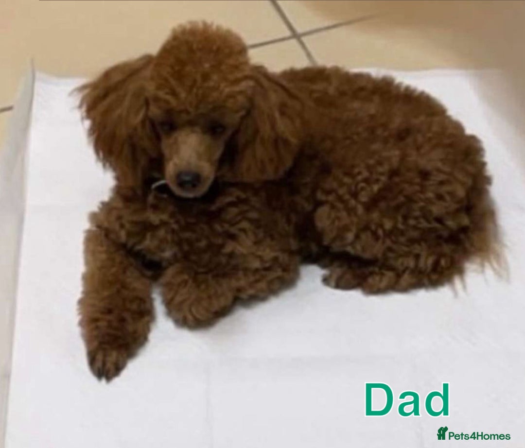 Poodle dogs for sale: Poodle puppies  - Image 2