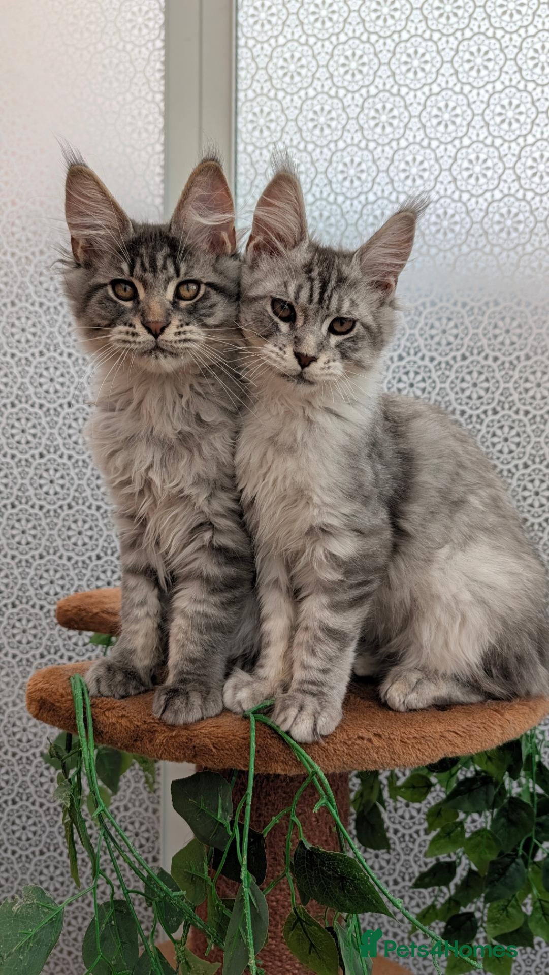 Maine Coon cats for sale: Stunning Maine coon kittens - Advert 2