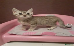 Mixed Breed cats for sale: 2x Vaccinated Kittens  - Image 3