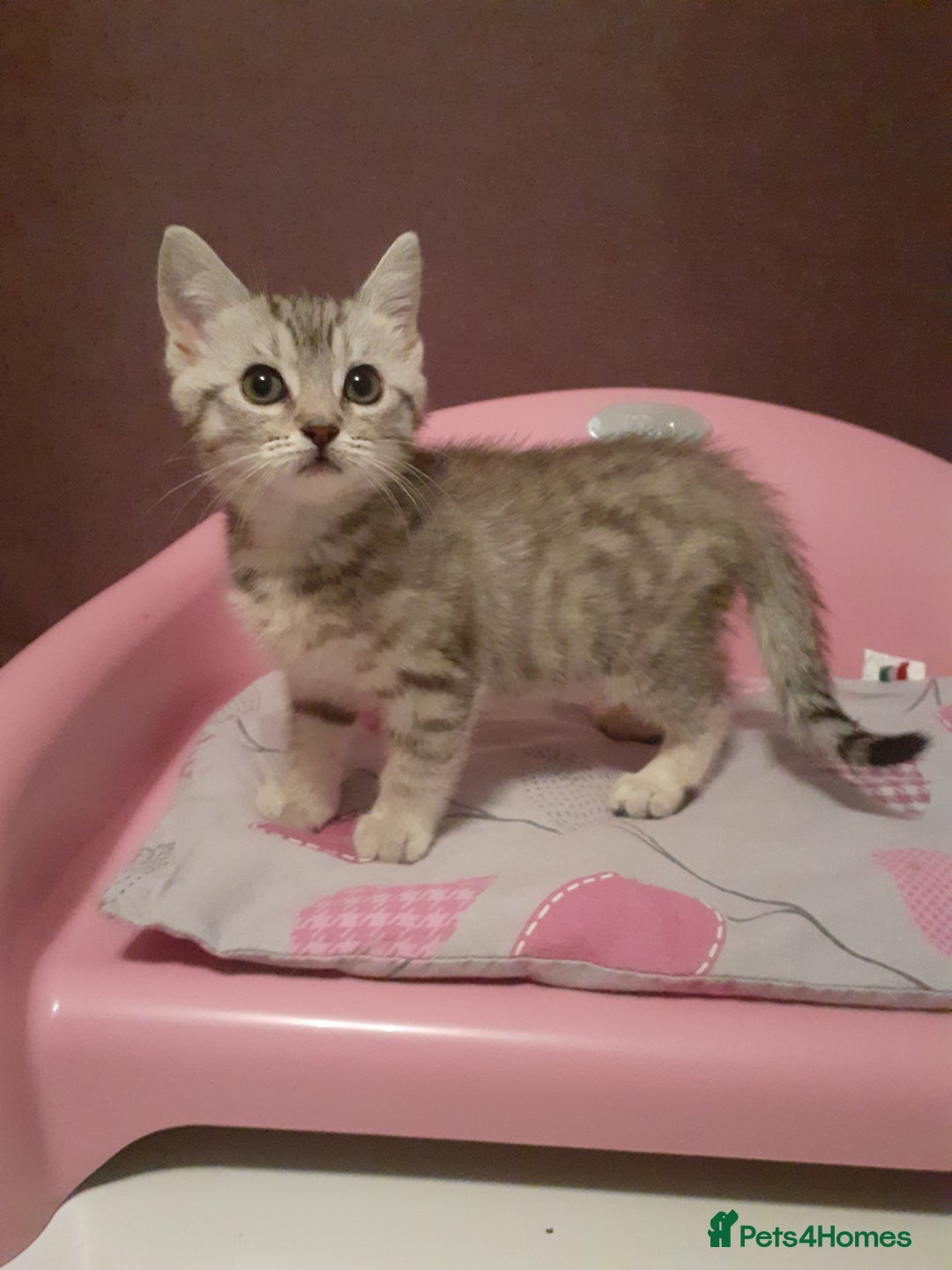 Mixed Breed cats for sale: 2x Vaccinated Kittens  - Image 3