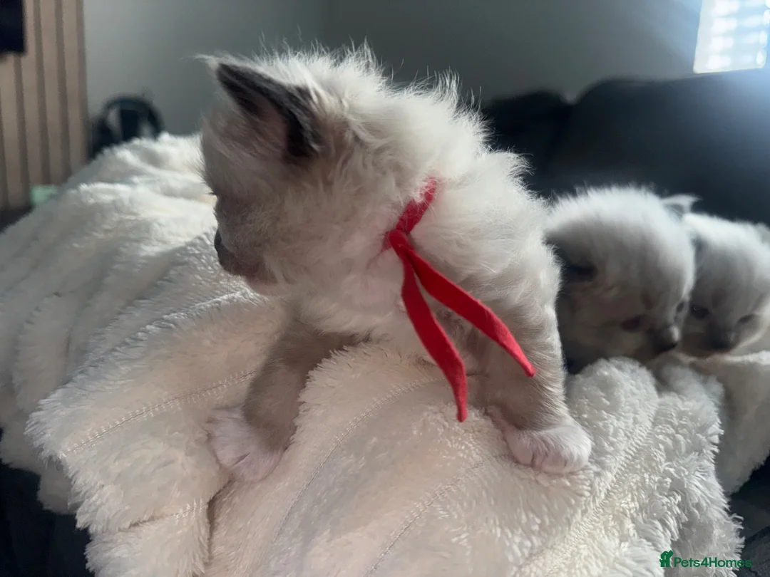 Ragdoll cats for sale: Stunning ragdoll kittens  - Advert 37