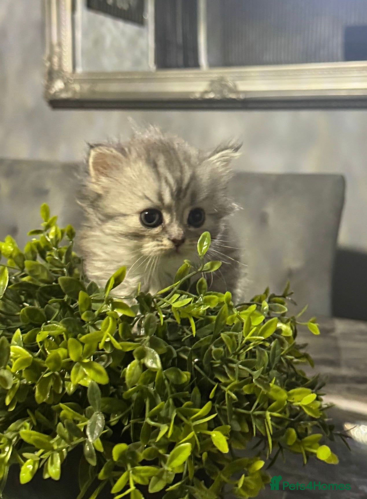 Persian cats for sale: Pure Persian long coat kitten’s - Advert 15