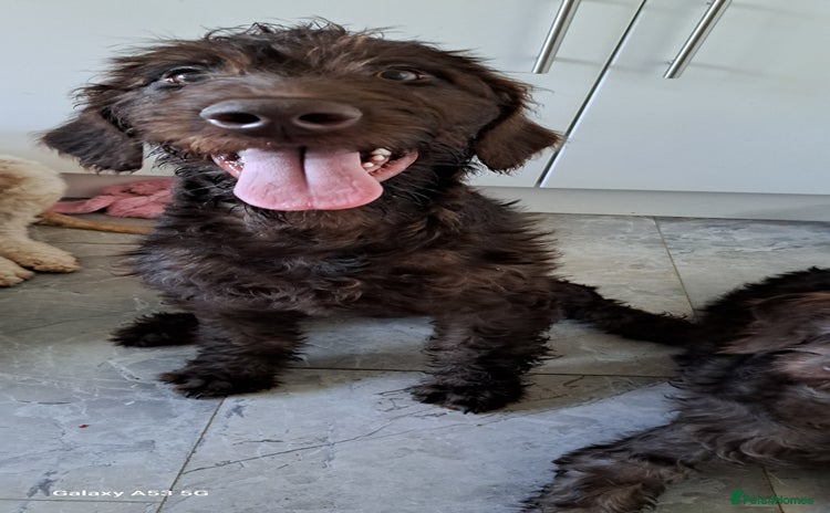 Mixed Breed dogs in Cumnock - Advert 11