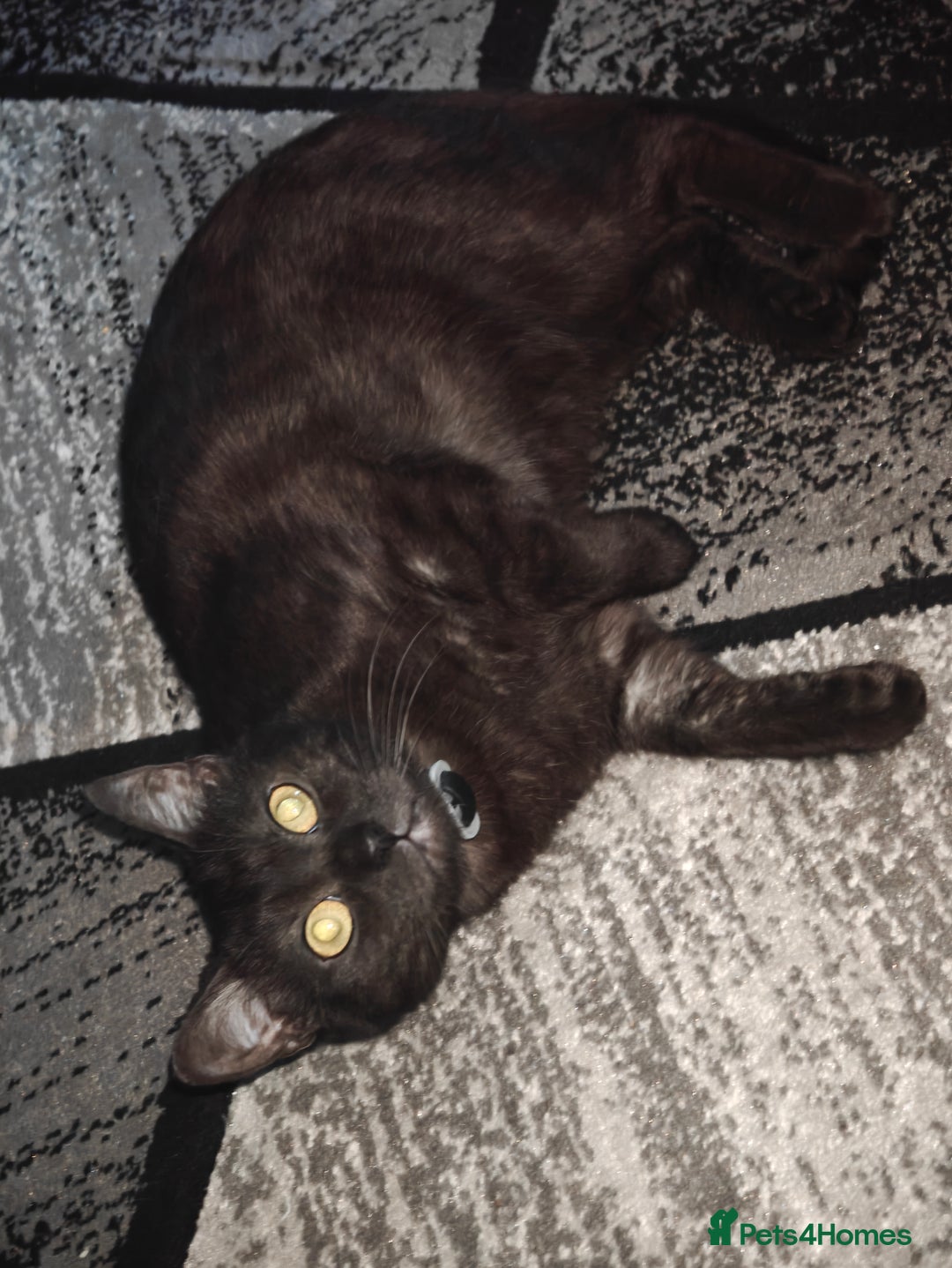 Mixed Breed cats for sale: Kittens - Image 12