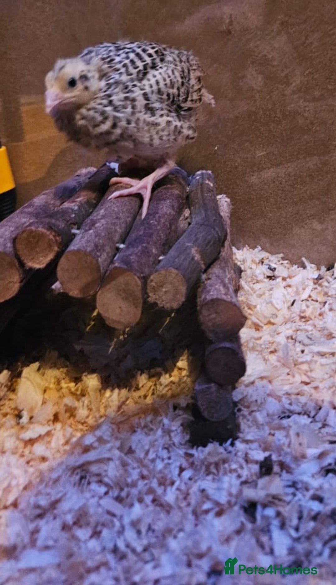 Quail poultry for sale: Beautiful coturnix quail chicks - Advert 14