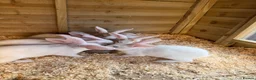 Mixed Breed rabbits for sale: Mixed breed rabbits - Advert 4