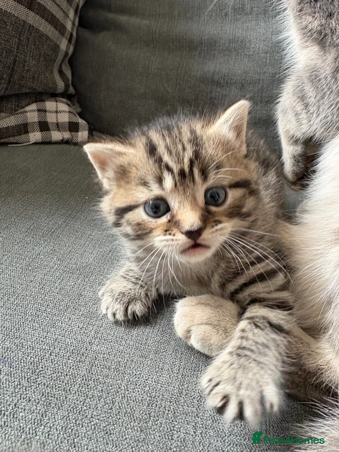 Domestic Shorthair cats for sale: 4 beautiful kittens - to leave 01/05/26 - Advert 15