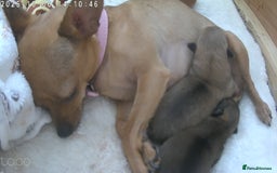 Chihuahua dogs for sale: Chihuahua puppies for sale  - Advert 8