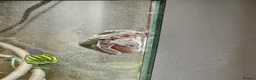 Frog reptiles for sale: Blue eyed whites tree frog  in Pontefract - Advert 3