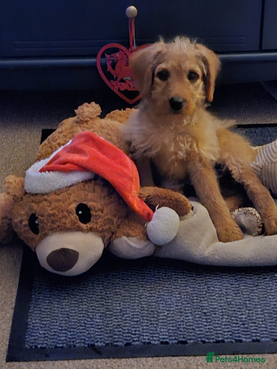 Labradoodle dogs for sale: Trained Labradoodle puppy needs a forever home. - Image 4