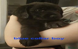 Labrador Retriever dogs for sale: Chunky pups ready now - Advert 17