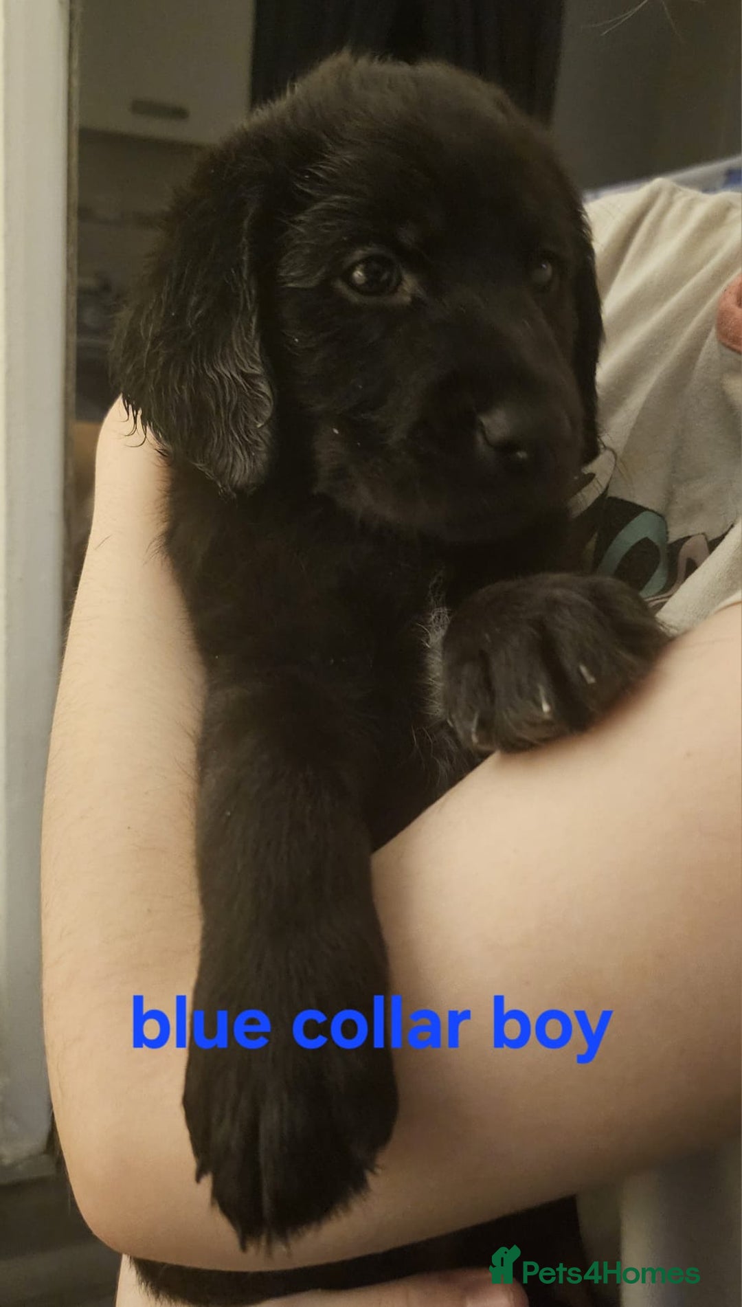 Labrador Retriever dogs for sale: Chunky pups ready now - Advert 17