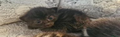 Mixed Breed Kitten 5