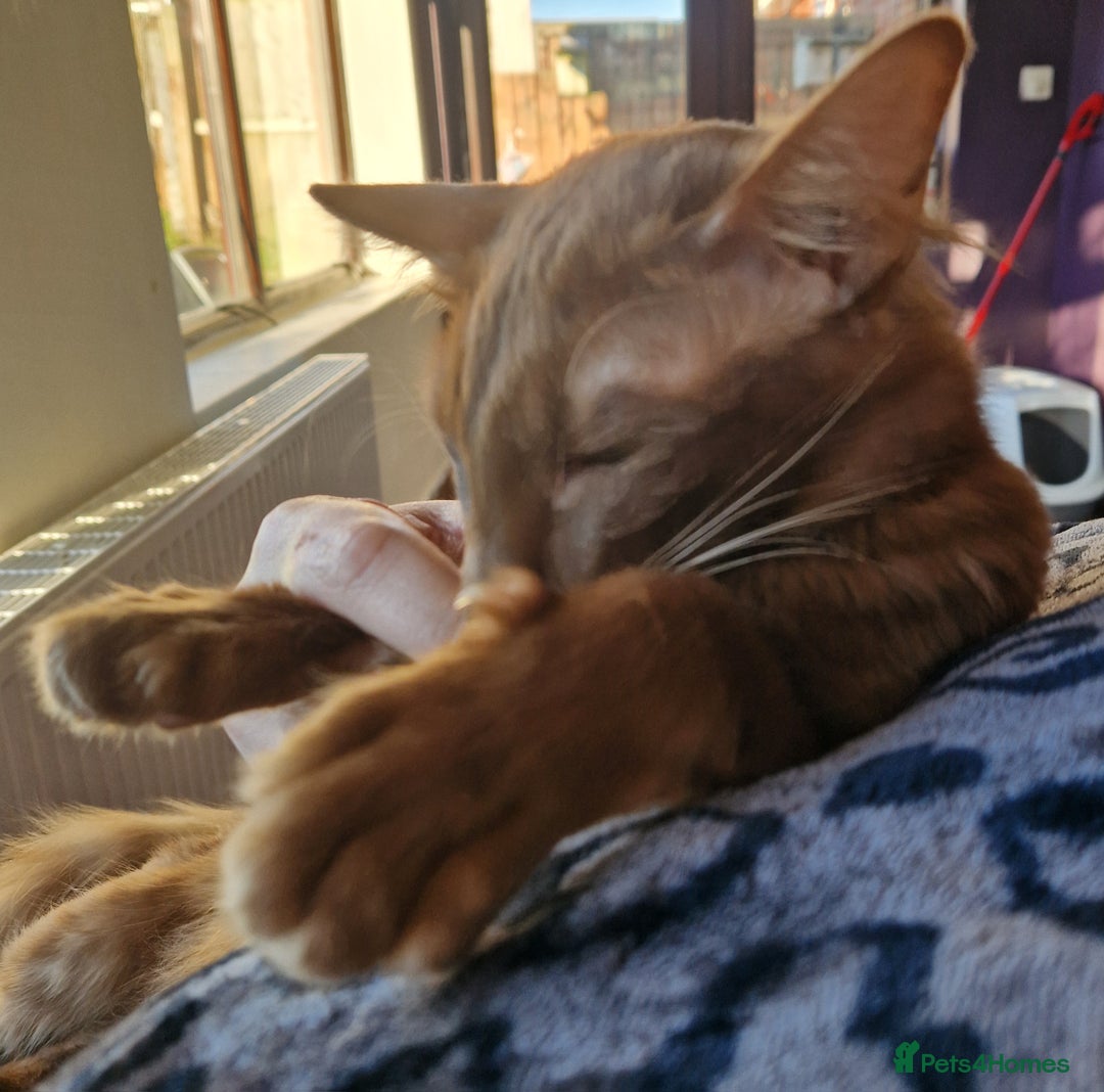 Oriental cats for sale: Stunning Cinnamon Oriental Longhair boy - Advert 5