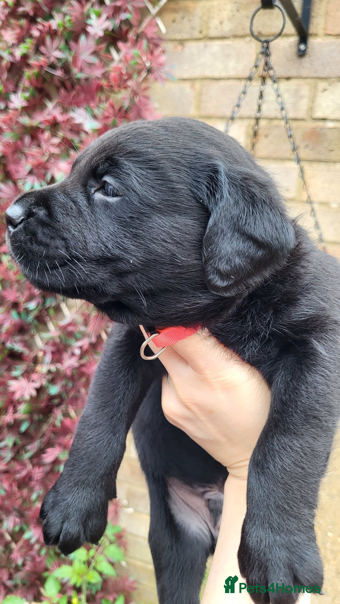 Labrador Retriever dogs Pedigree Labrador puppies - healthy and smart - Advert 1